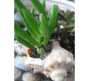Крассула, товстянка  яйцеподібна  Корал Crassula ovata Coral-thin fingers)